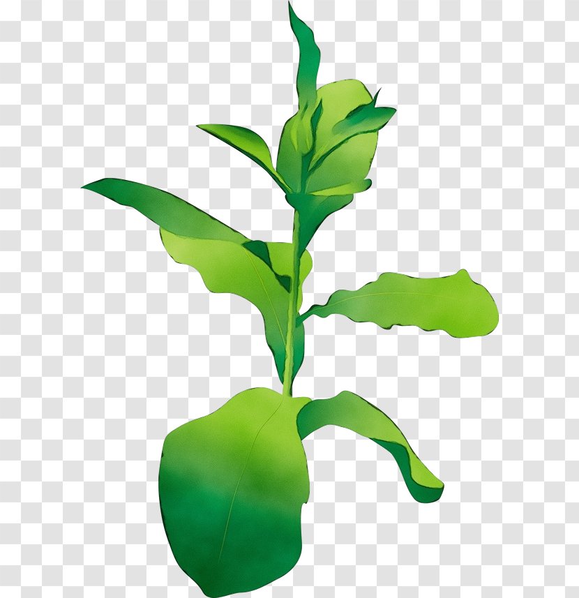 Leaf Flower Plant Flowering Stem - Houseplant Herb Transparent PNG