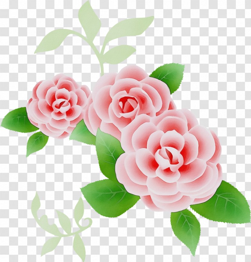 Garden Roses - Japanese Camellia Transparent PNG