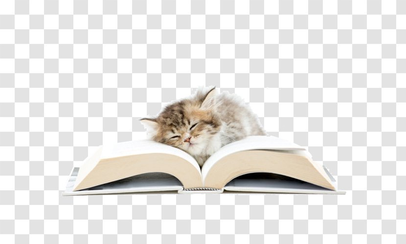 Cat Photography - Royaltyfree - Sleeping On Books Transparent PNG