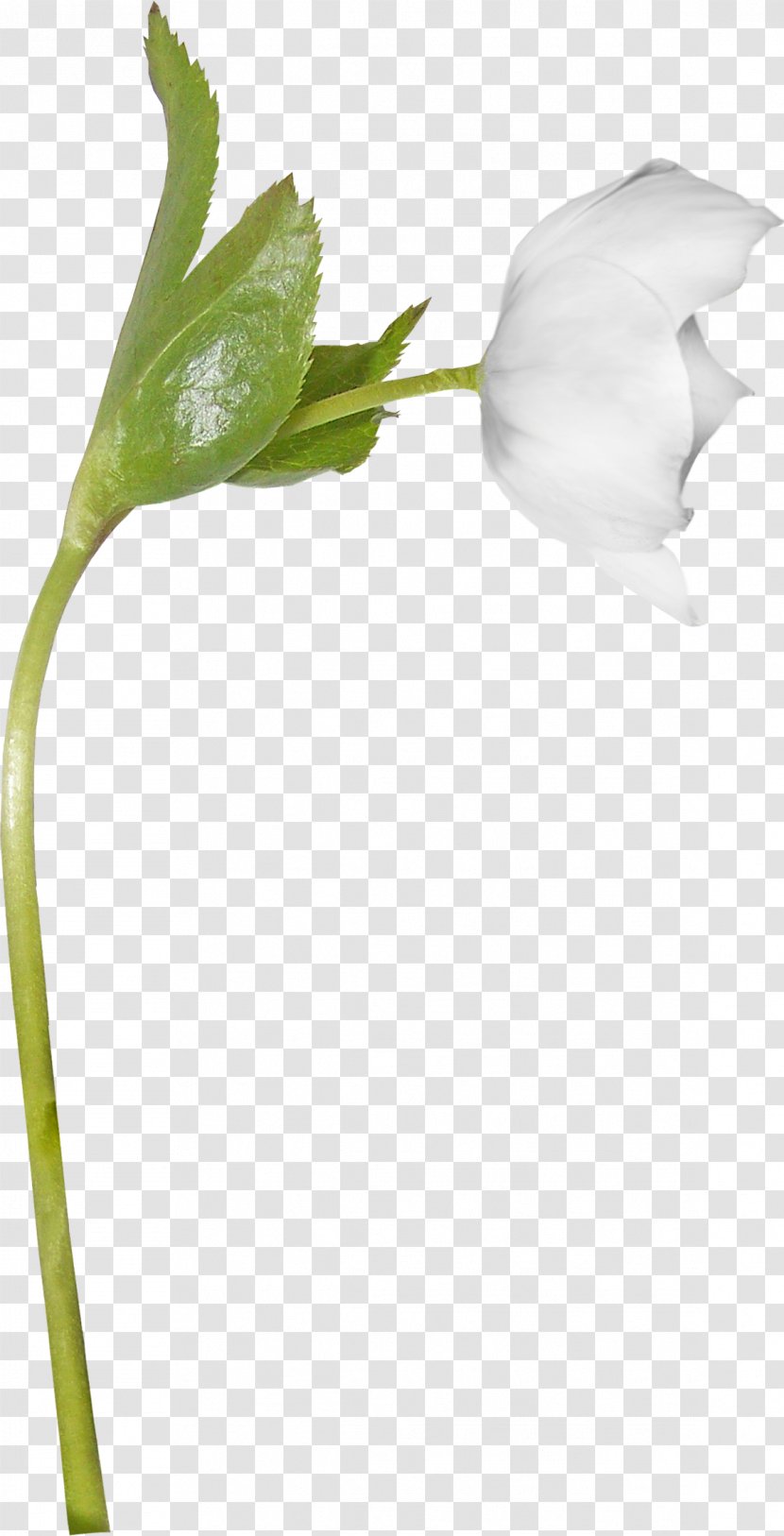 Cut Flowers Plant Stem Bud - Leaf Transparent PNG