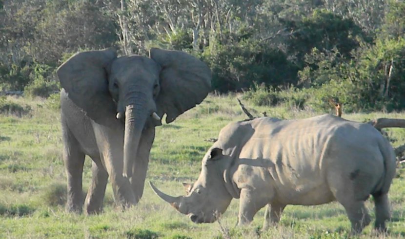 African Bush Elephant Nature Park Rhinoceros Hippopotamus - Wildlife - Rhino Transparent PNG