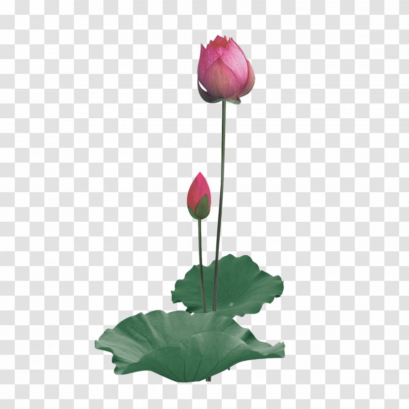 Nelumbo Nucifera Water Lily - Plant Stem - Lotus Transparent PNG