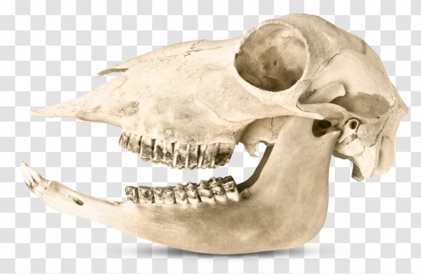 Herbivore Carnivore Omnivore Human Tooth Eating - Teeth Transparent PNG