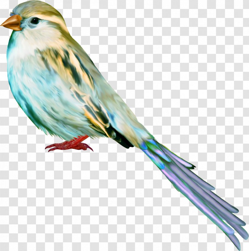 Bird Passerine House Sparrow Beak - Animal - Birds Transparent PNG