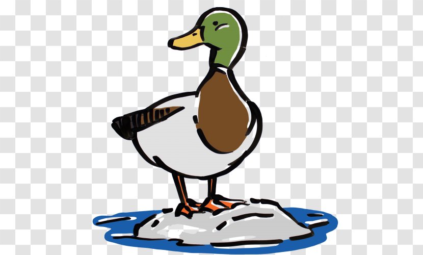 Mallard Duck Goose Bird Cygnini - Ducks Geese And Swans Transparent PNG