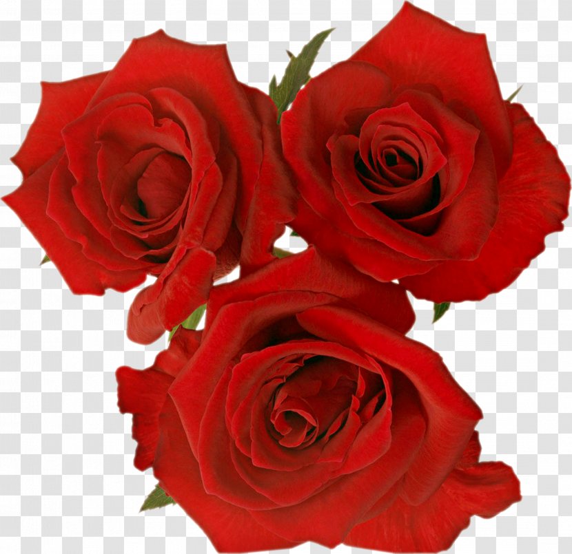 Garden Roses Rosa Gallica Flower Clip Art - Rose Transparent PNG