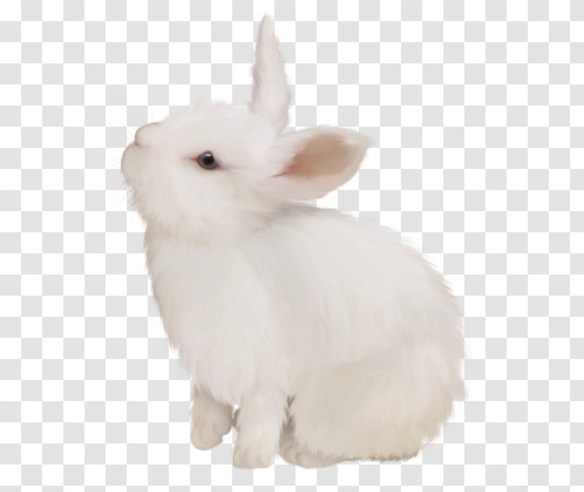 Domestic Rabbit White Hare Transparent PNG