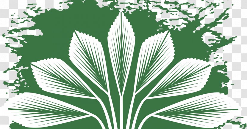 Arecaceae Putrajaya Botanical Garden Botany - Palm Tree - Park Transparent PNG