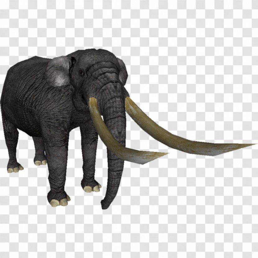 Asian Elephant African Bush Stegodon Tusk - Terrestrial Animal - Biome Poster Transparent PNG