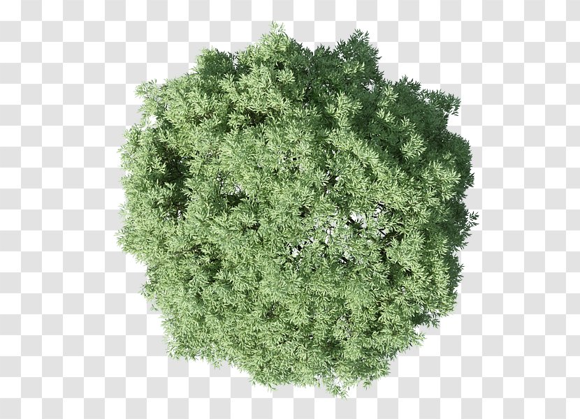 Populus Nigra Tree Plan - Herb Transparent PNG