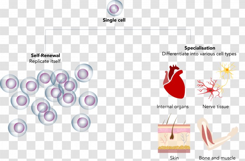 Stem Cell Regeneration Umbilical Cord Tissue - Blood - Life Transparent PNG