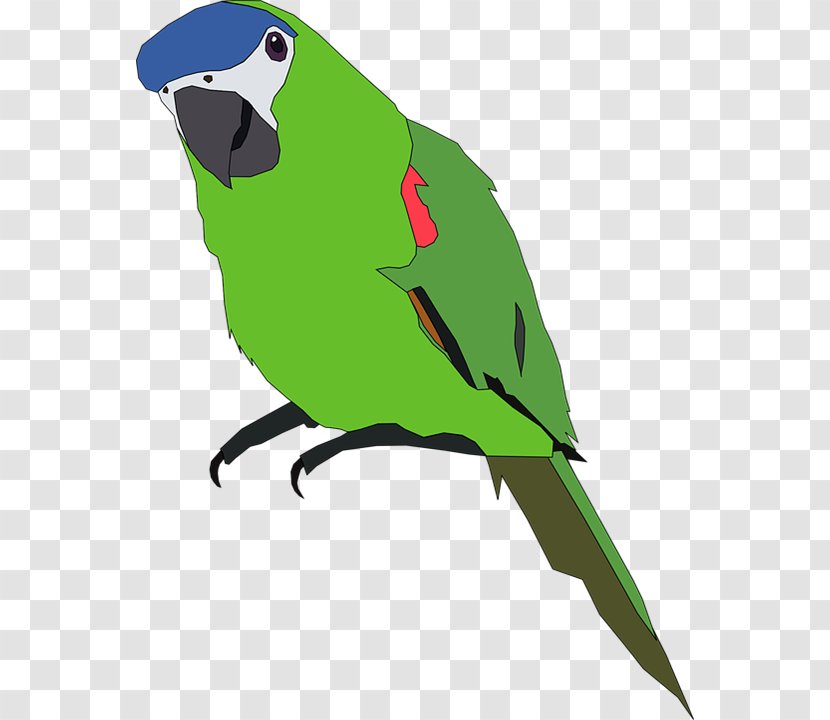 Parrot Bird Budgerigar Clip Art Transparent PNG