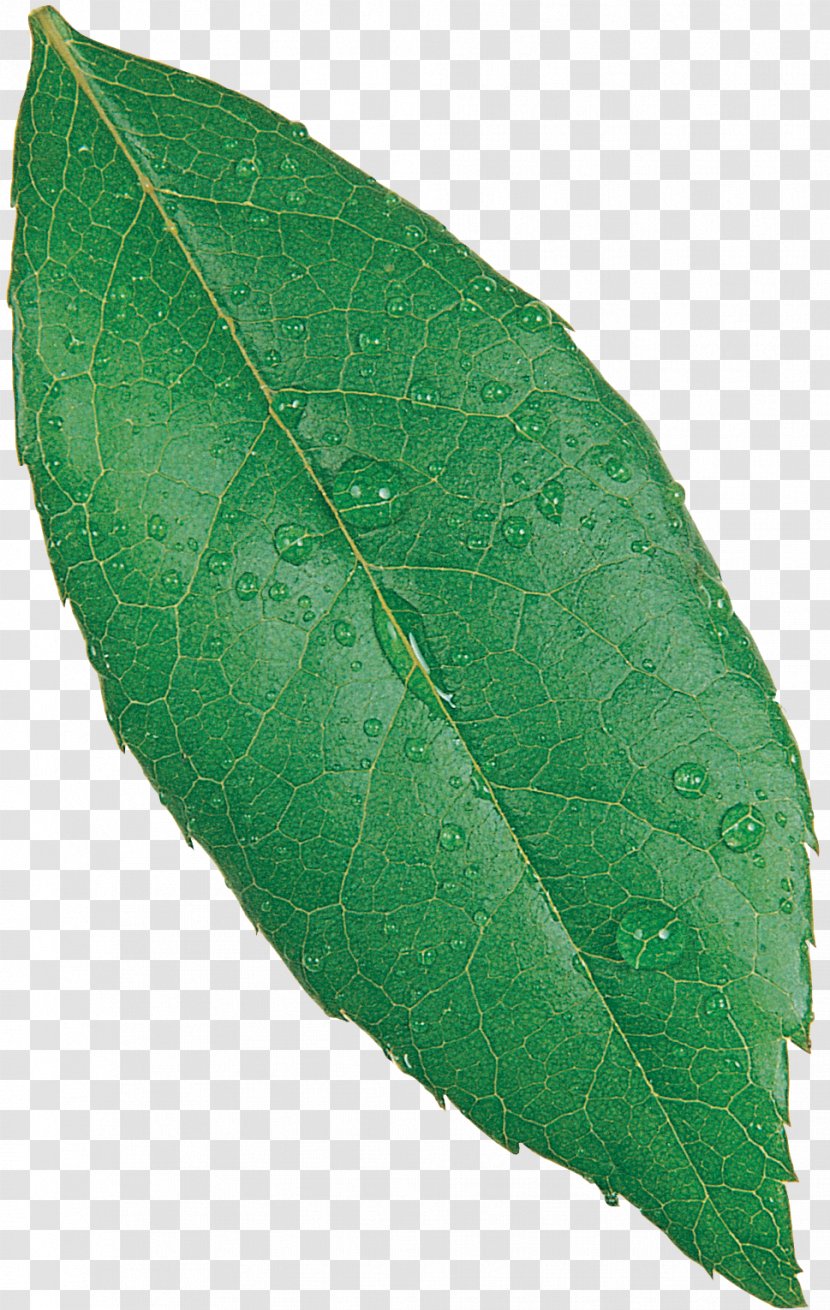Plant Pathology Leaf - Green Leaves Transparent PNG