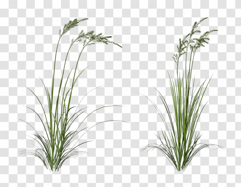 .de Information Clip Art - Grass Family Transparent PNG