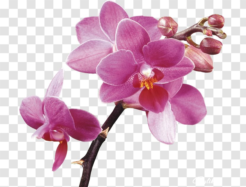 orchids desktop wallpaper clip art purple orchid vector transparent png