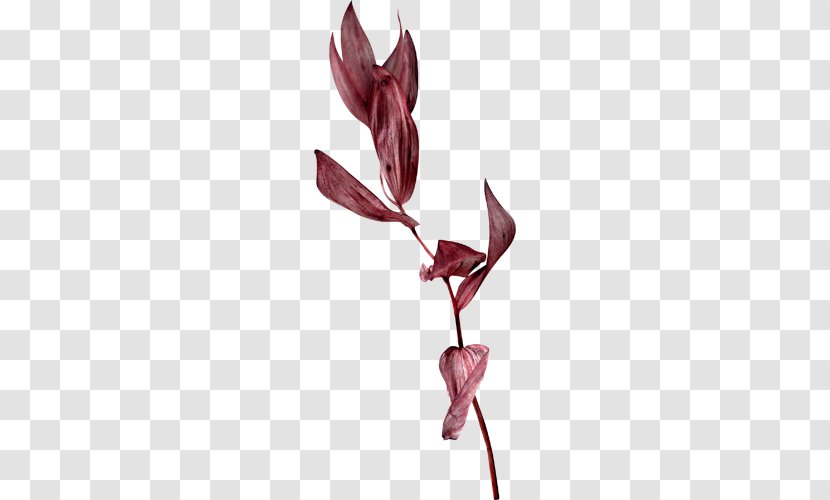 Leaf Brown Color Twig Cut Flowers - Bud Transparent PNG