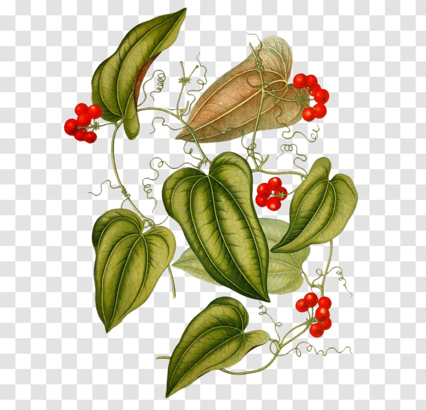 Smilax Aristolochiifolia Jamaica Sarsaparilla Aspera Medicine Plants - Monocotyledon Transparent PNG