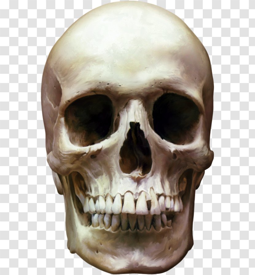 Human Skull Skeleton Clip Art - Head Transparent PNG