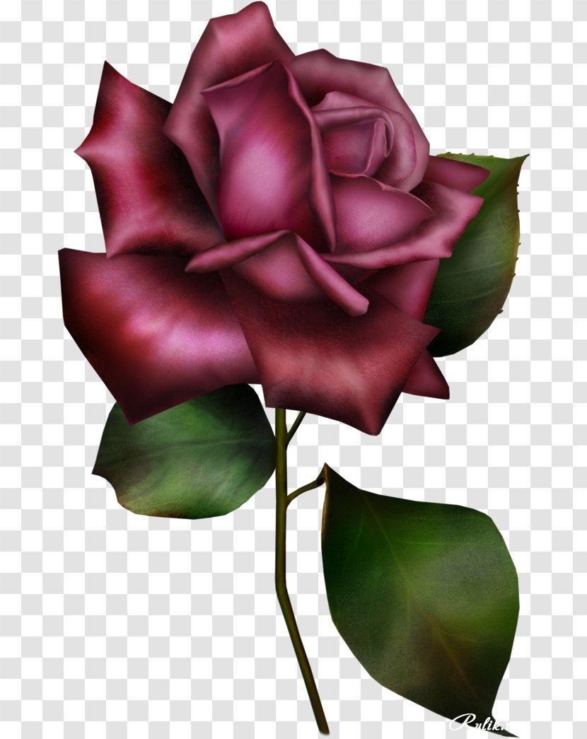 Rosa Gallica Garden Roses Flower Blue Rose Clip Art - Still Life Photography - Lilac Transparent PNG