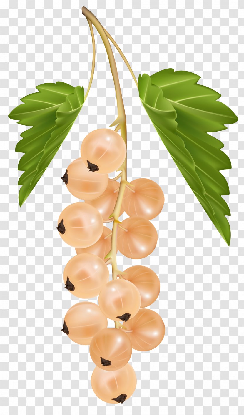 Blackcurrant White Currant Redcurrant Zante Clip Art - Royalty Free - Vector Clipart Image Transparent PNG
