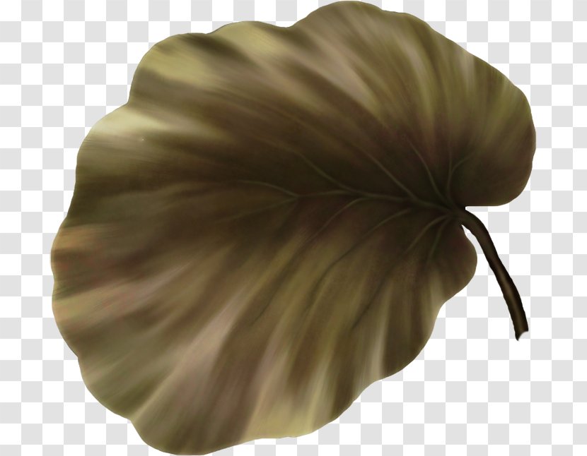 Petal Leaf Transparent PNG