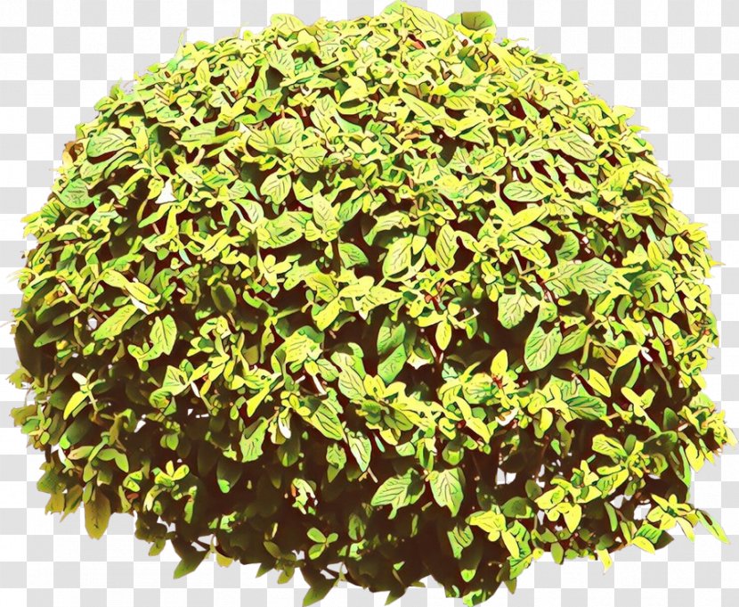 Herb - Shrub - Perennial Plant Transparent PNG