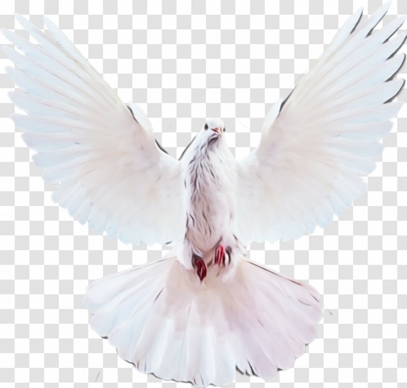Feather - Wing - Beak Fictional Character Transparent PNG