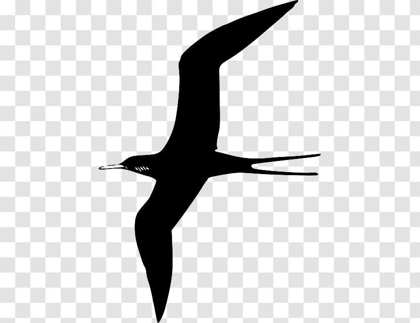 Frigatebird Gulls Clip Art Vector Graphics - Seabird - Seagull Gliding Transparent PNG
