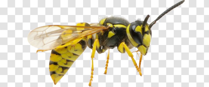 Hornet Honey Bee Insect Wasp - Photography Transparent PNG
