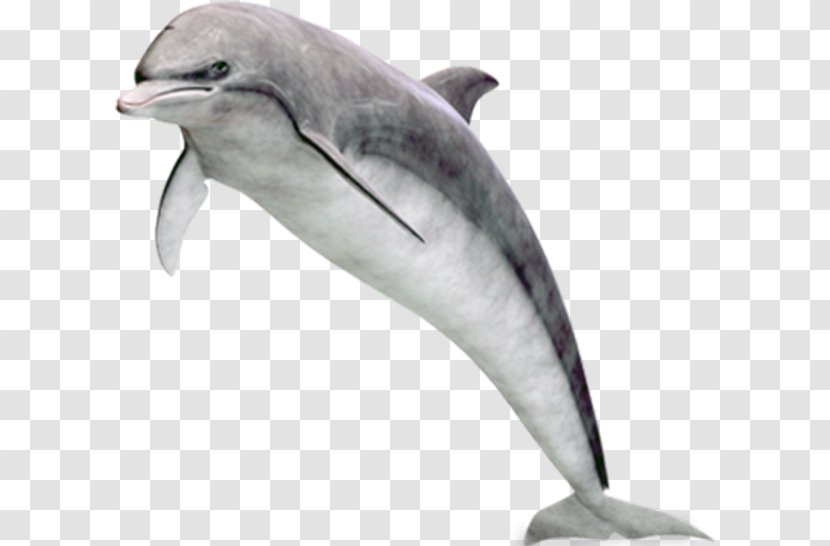 Common Bottlenose Dolphin Tucuxi Short-beaked Rough-toothed White-beaked - Organism Transparent PNG