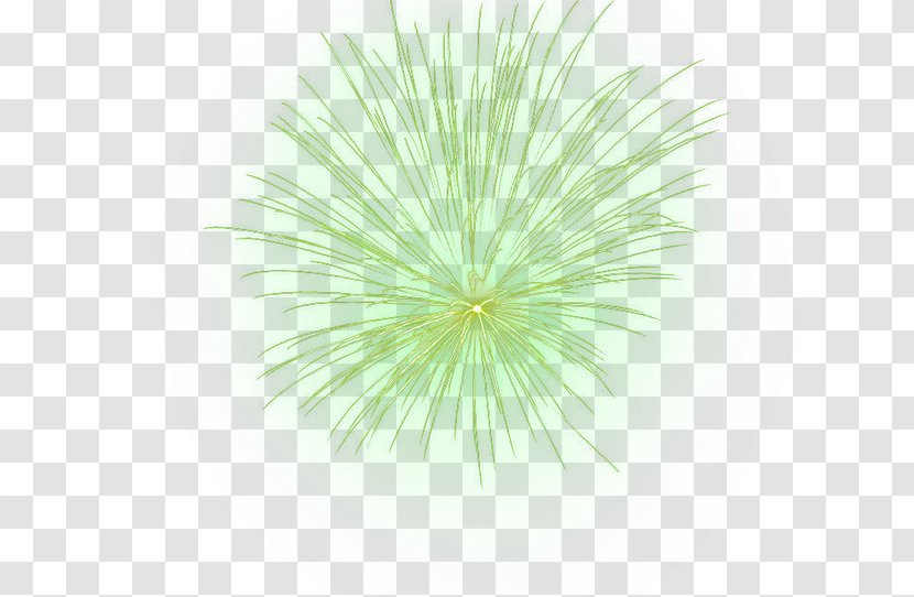 Green Pattern - Tree - Fireworks Transparent PNG