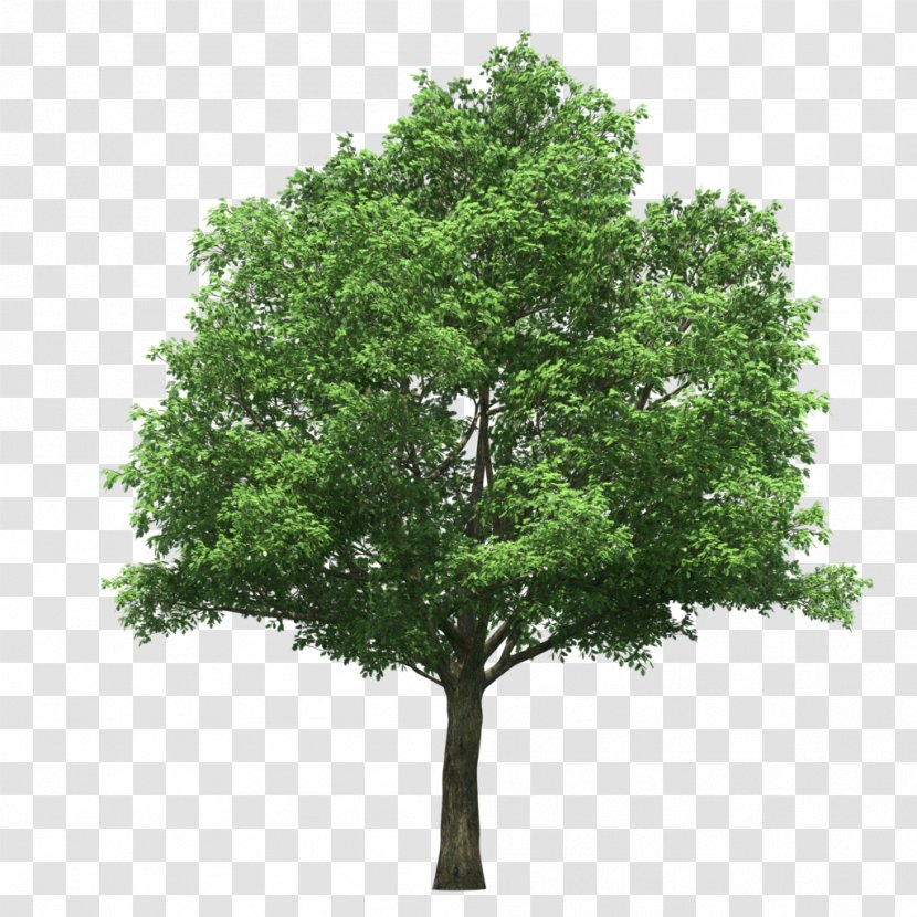 Stock Photography Image Tree Stock.xchng Transparent PNG