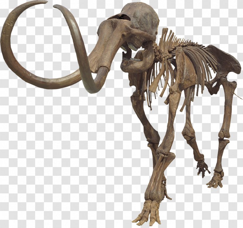 Mammuthus Meridionalis Aucilla River Columbian Mammoth Woolly Steppe - Mountain Range Transparent PNG