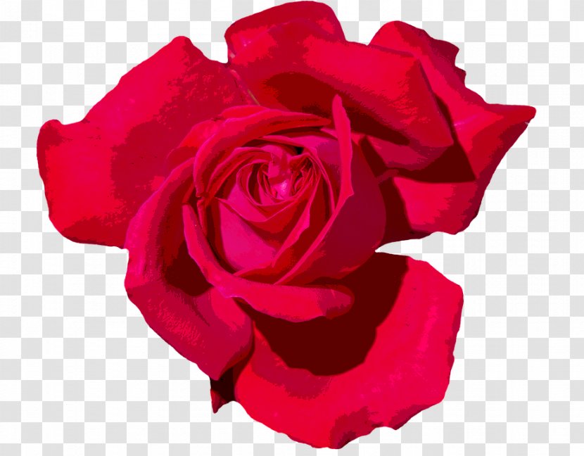 Garden Roses Floribunda Cabbage Rose Clip Art - Flower - Transparent Red Transparent PNG