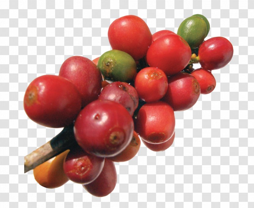 Robusta Coffee Frutti Di Bosco Arabica Bean - Superfood - Beans Transparent PNG