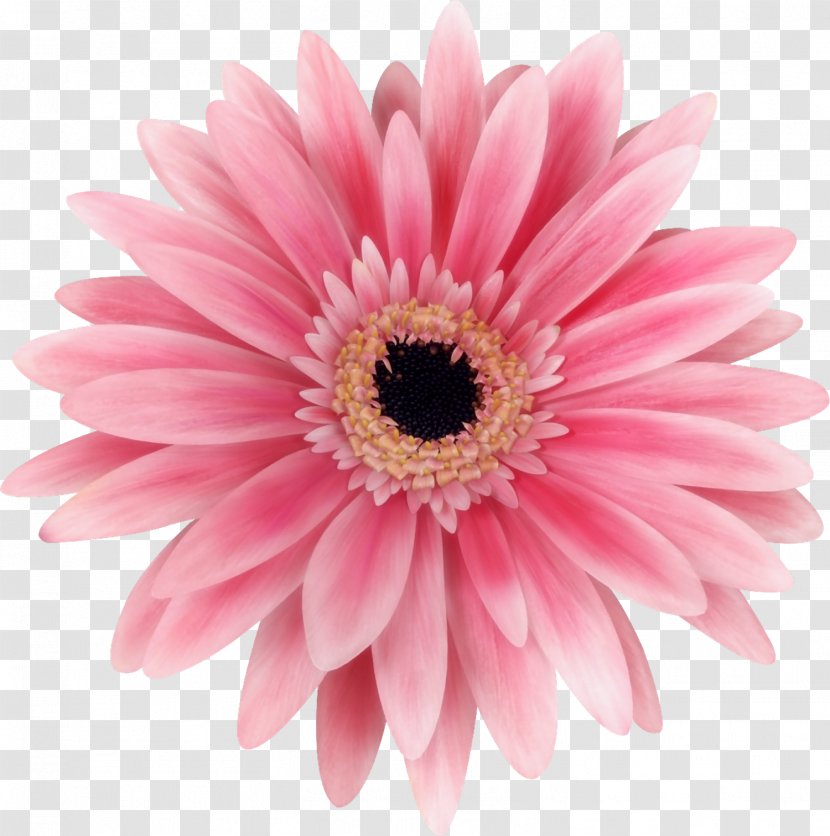 Flower Transvaal Daisy Stock Photography Common - Ps Creative Decorative Floral Icon Transparent PNG