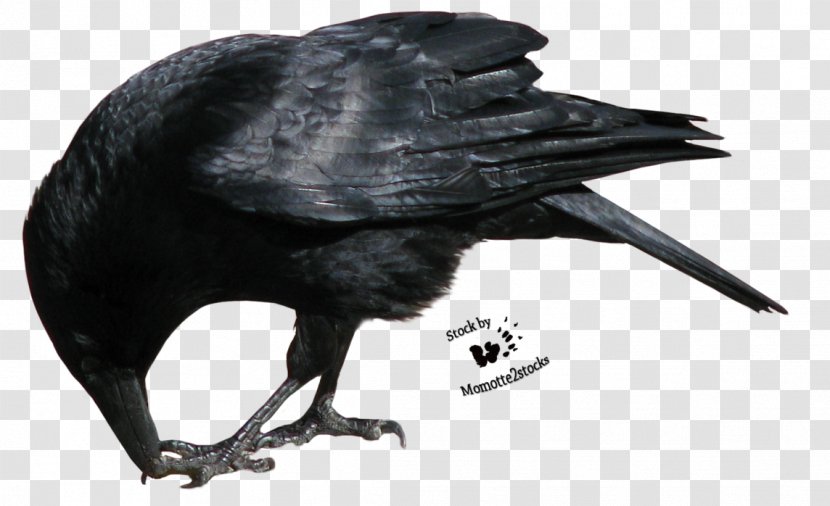 Common Raven Clip Art - Organism - Flying Crow Transparent PNG