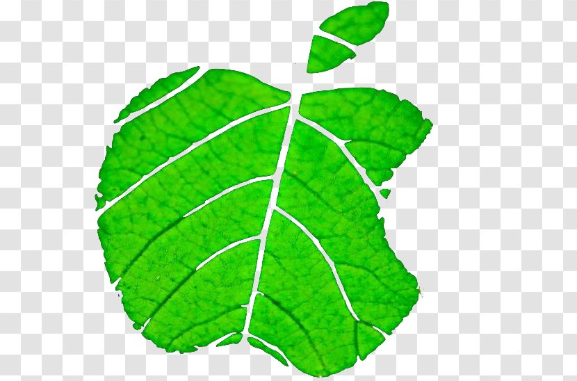 Leaf Apple Environmental Protection - Organism - Leaves,Apple Leaves Transparent PNG