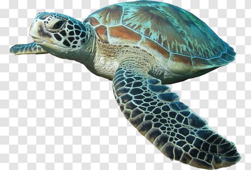 Sea Turtle Islamorada Reptile - Fauna Transparent PNG