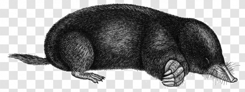 European Mole Spanish Shrew Rodent Altai - Topo Transparent PNG