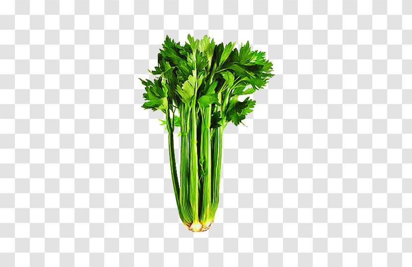 Salad - Collard - Parsley Family Chard Transparent PNG