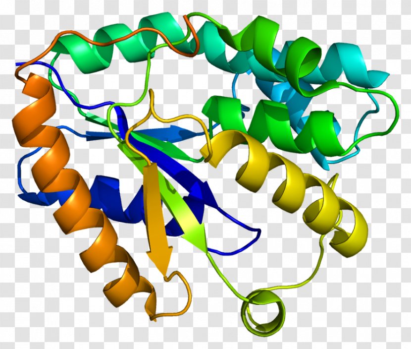 DTYMK Thymidylate Kinase Thymidine Monophosphate DTMP - Watercolor - Cellular Differentiation Transparent PNG