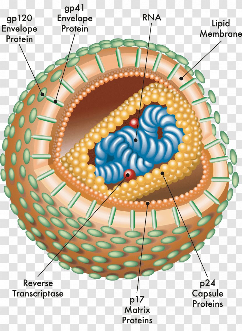 HIV/AIDS Anatomy Virus Immunodeficiency - Virion - Hiv Transparent PNG