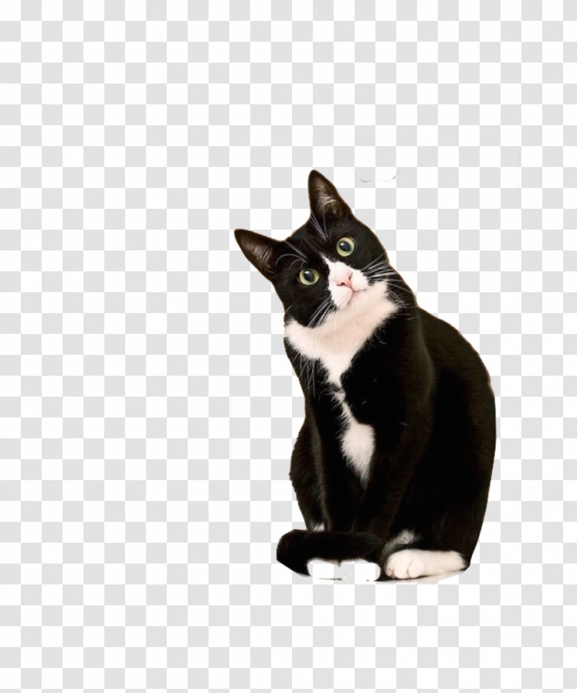 Kitten Cornish Rex Bicolor Cat Tuxedo Suit - Black - Pattern Printing Transparent PNG