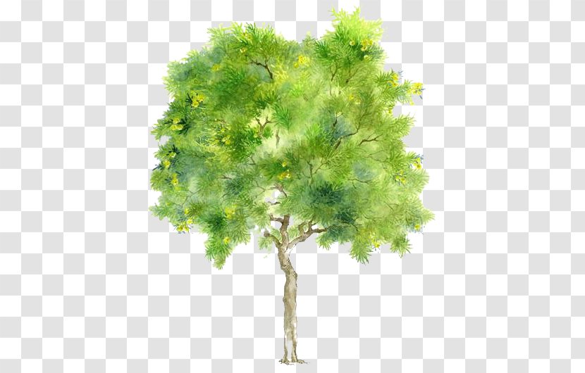 Tree Branch Drawing Transparent PNG