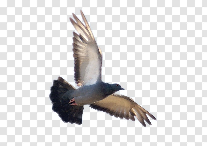 Duck Bird Vuela Alto Rock Dove Feather - Silhouette - Bala Transparent PNG