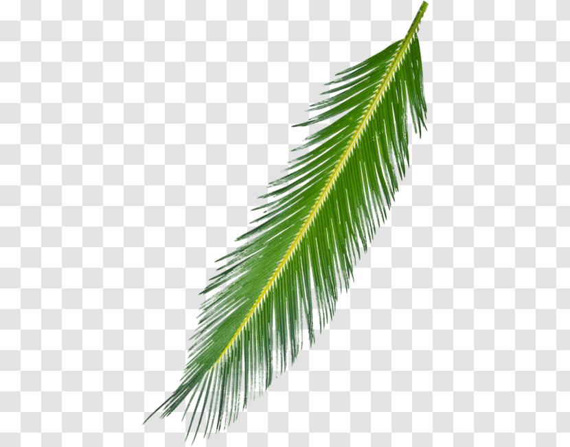 Asian Palmyra Palm Arecaceae Branch Leaf Subtropics - Arecales - Background Tree Transparent PNG