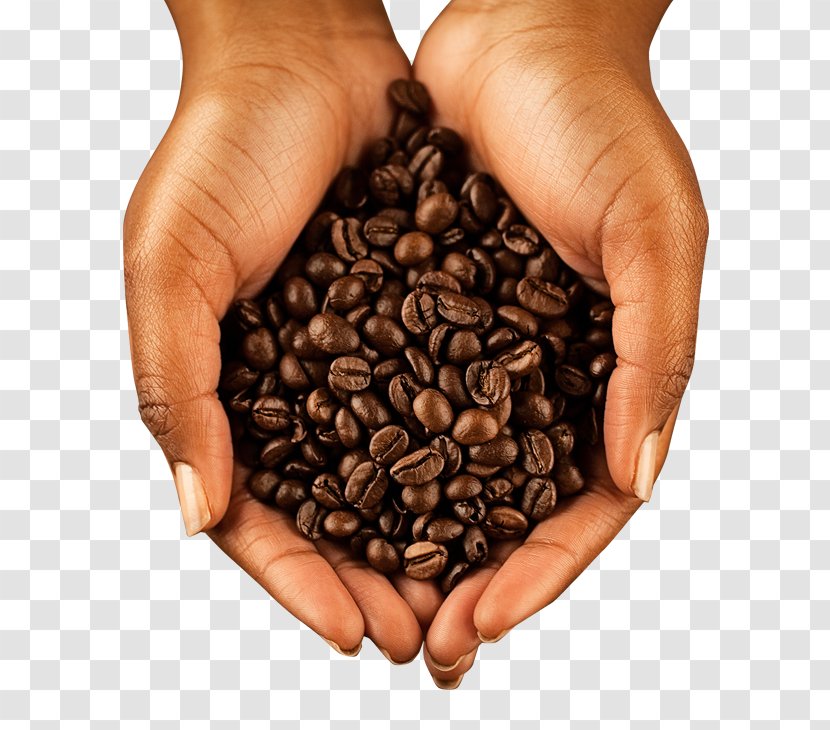 Jamaican Blue Mountain Coffee Stock Photography Bean Cocoa - Drink Transparent PNG