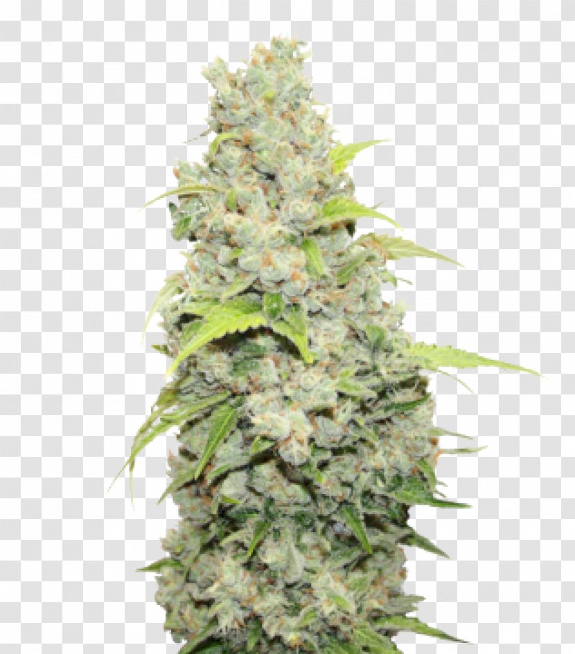 MEDICALSEEDS S.L. Sour Diesel Cultivar Medical Cannabis - Hybrid - Hemp Family Transparent PNG