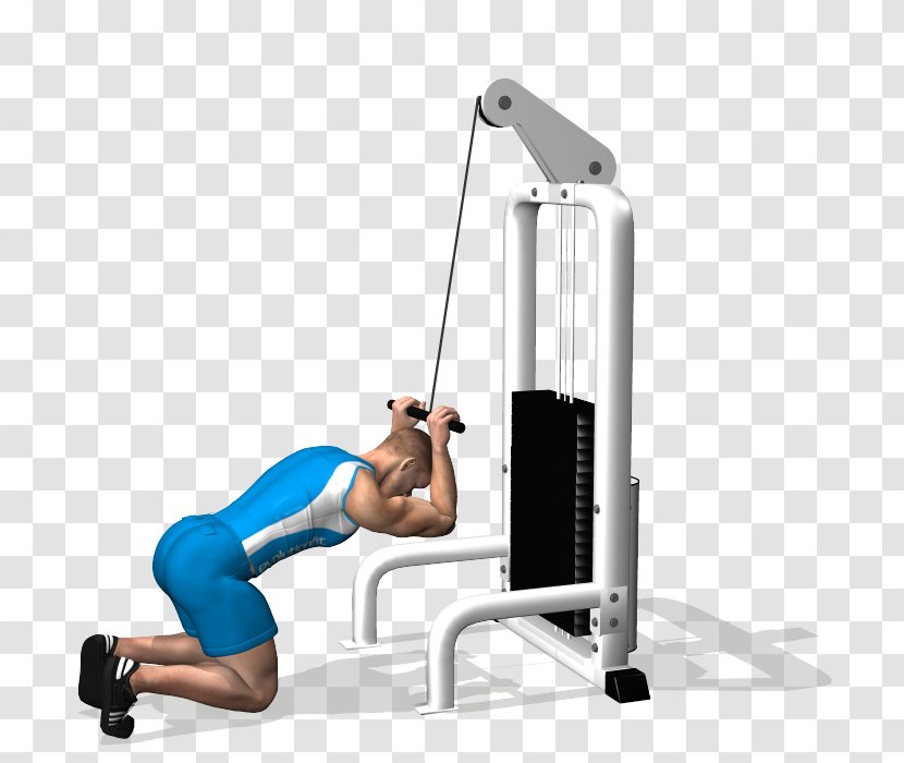 Crunch Exercise Abdomen Rectus Abdominis Muscle Bodybuilding - Human Leg Transparent PNG